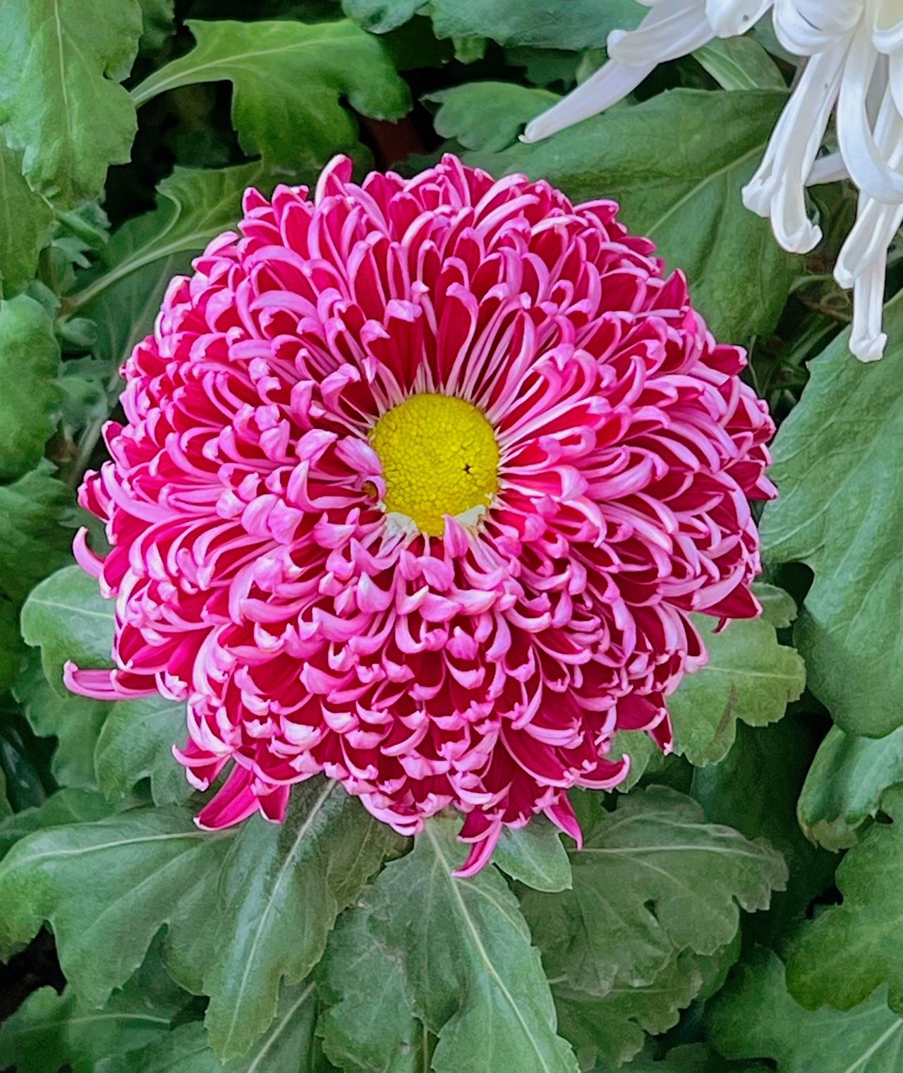 看看你拍的菊花