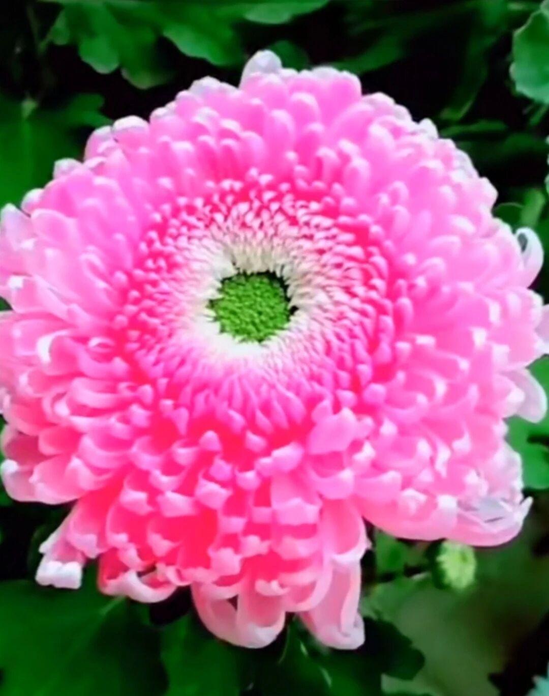 晒图笔记大赛这朵粉菊如一盏精致的绣球，层层叠叠的花瓣呈现出渐变的粉白色，边缘泛着