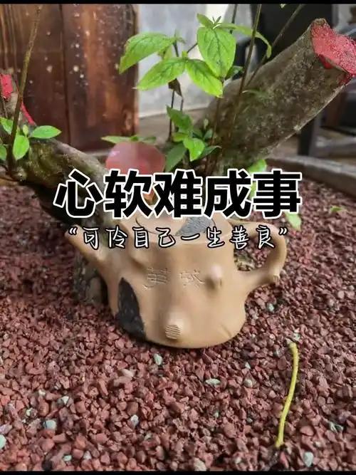 读懂人性才懂：心软要人命，果断才成事
 
        人性的本质就是如此直白