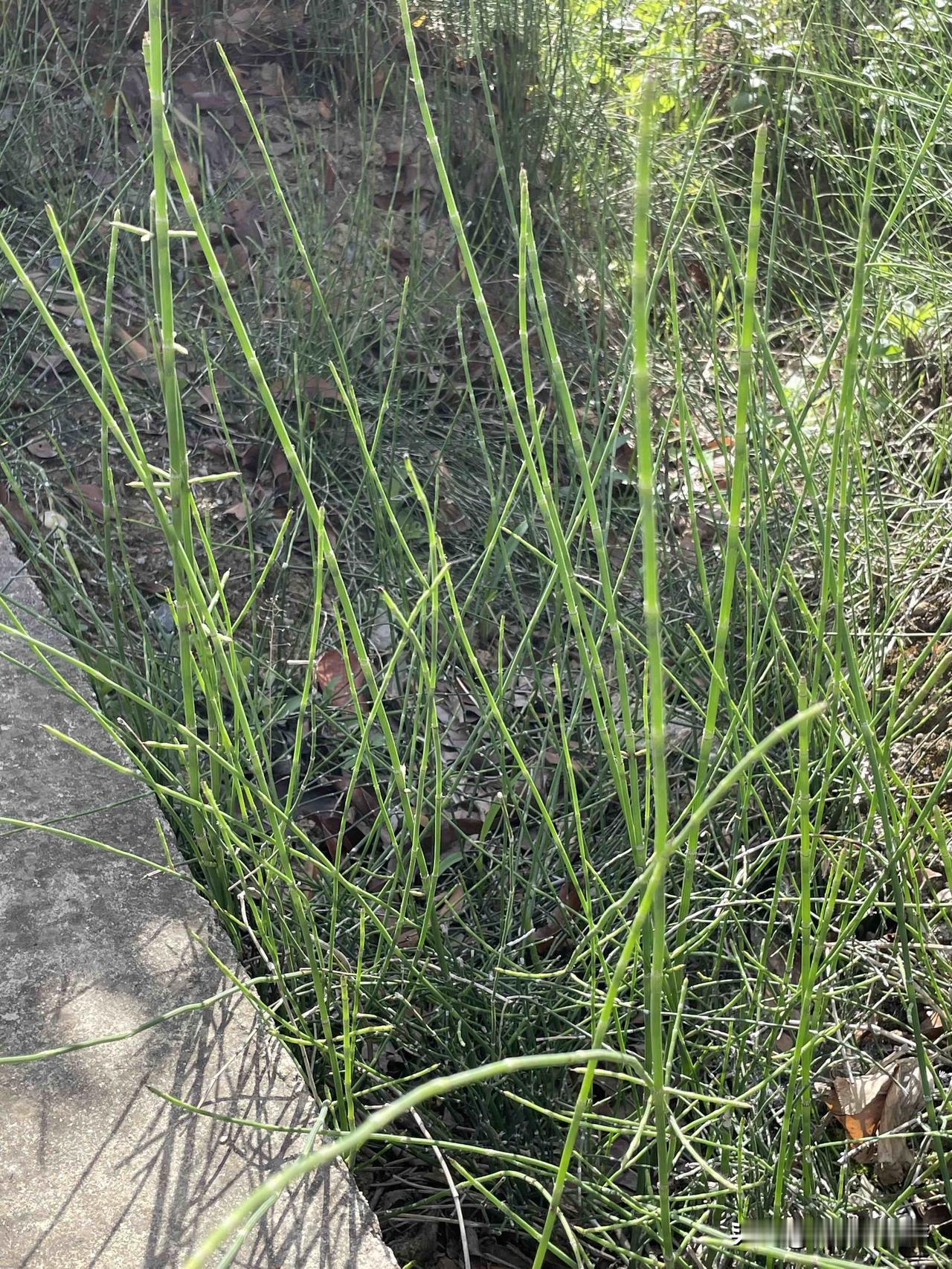 公园里的小草随拍，下图这个是芨芨草。