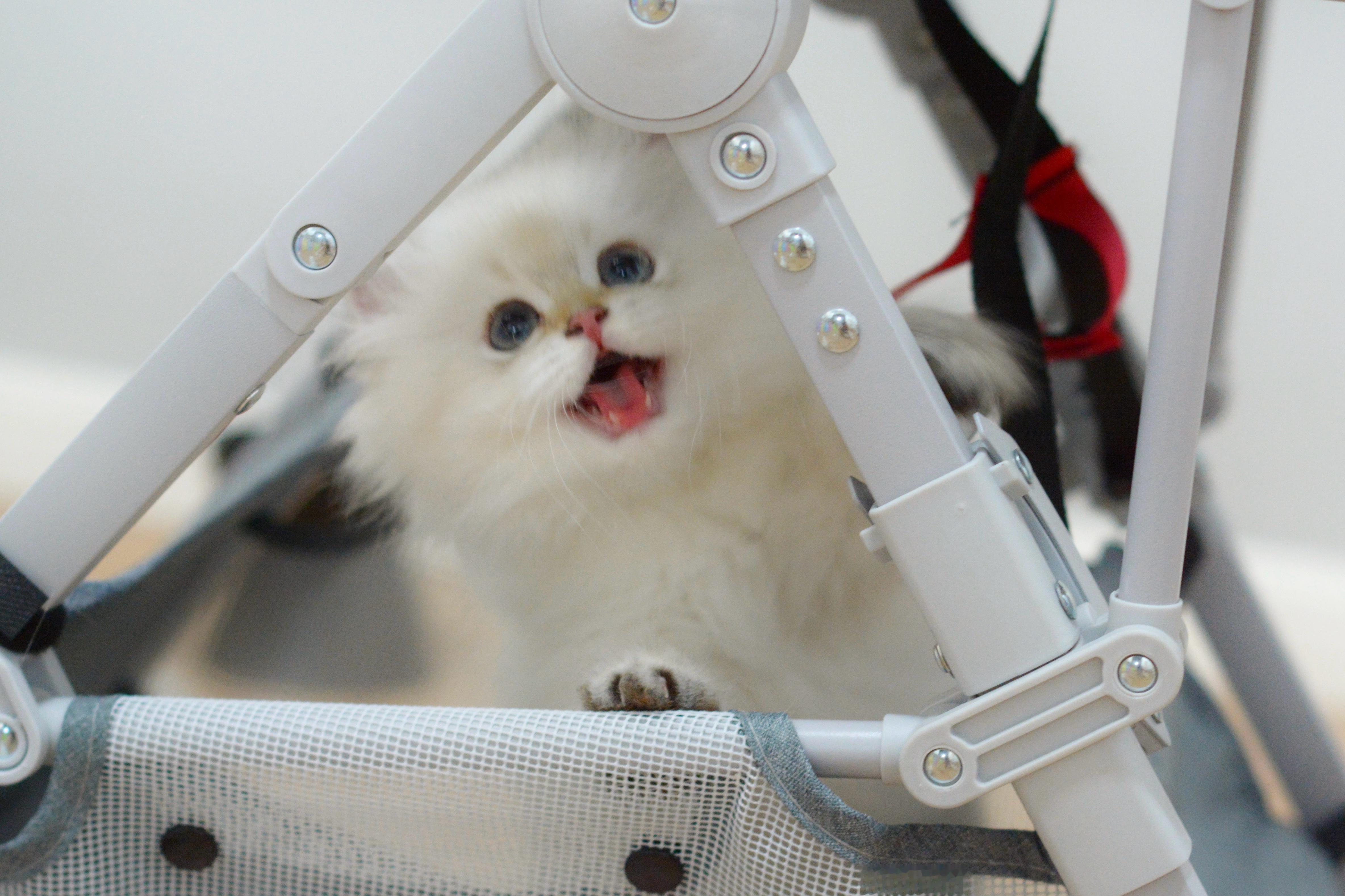 嘻嘻和不嘻嘻#金点##金点色##金山猫重点色##英国长毛猫# ​​​