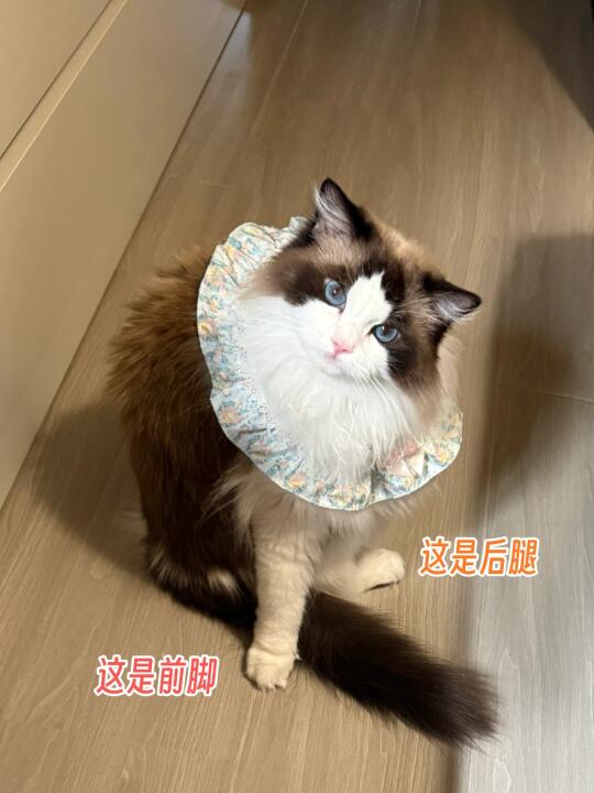前后脚错位，我作为人类，我做不到