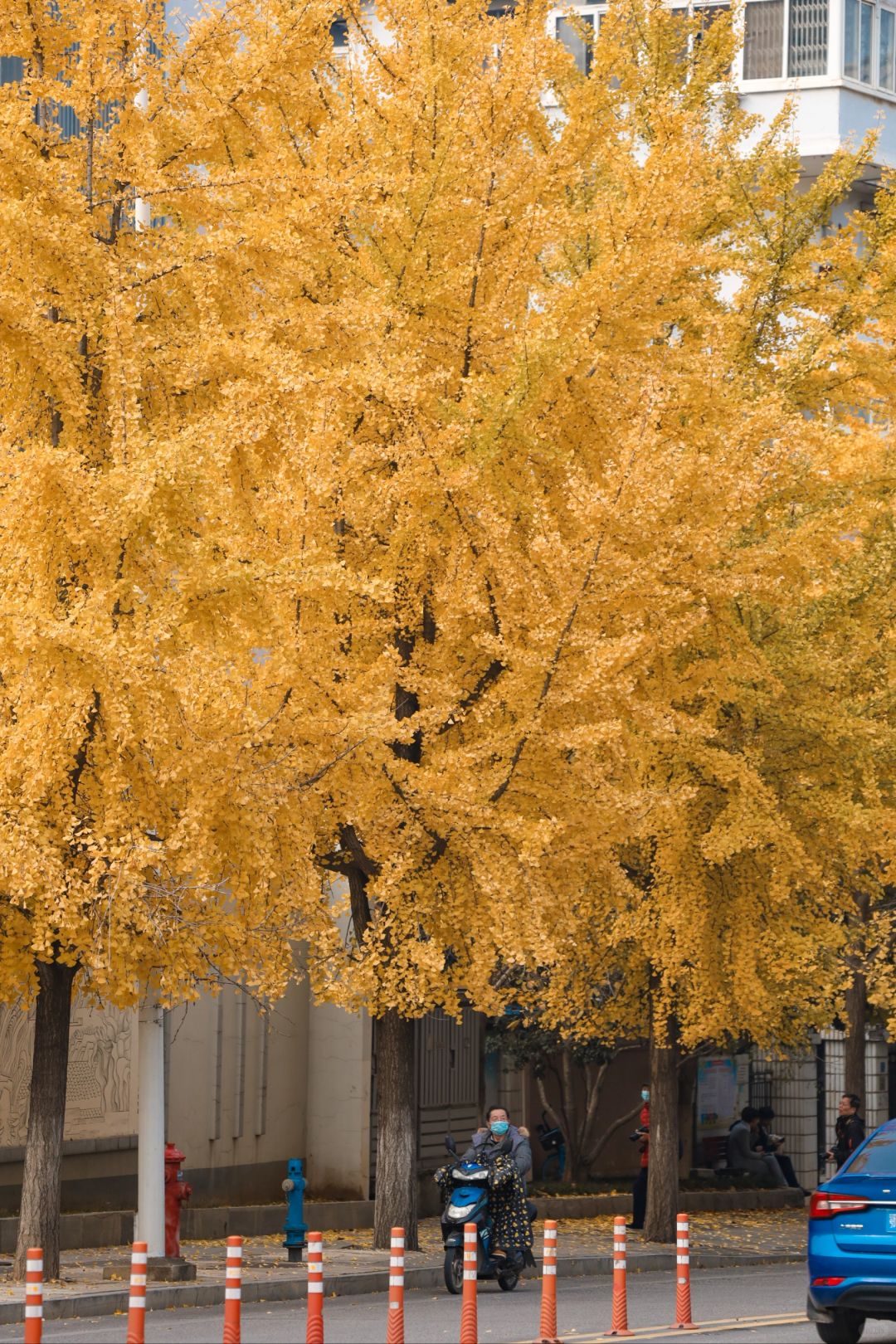 我愿称为武汉最美银杏大道❗️赢麻了❗️
