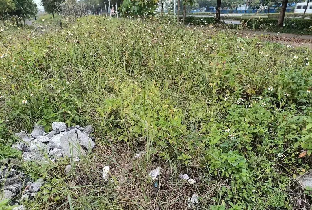 一个中年姐姐在荒废小公园写小作文，被五六十岁大叔凑上来搭话，问她写啥要不要一起走