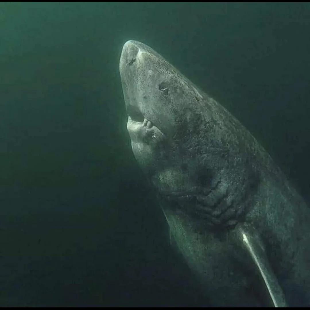 位于北冰洋的一条 392 岁的格陵兰鲨鱼。自 1627 年以来，他一直在海上漂泊