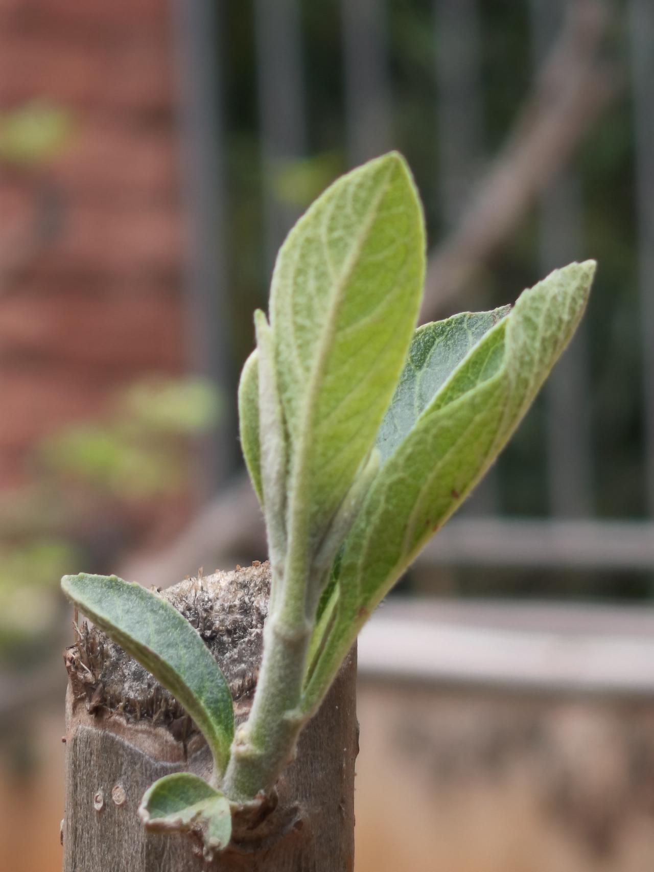 我栽的非洲叶终于发芽了

    去年冬至时，一亲属送了我一大袋晒干的非洲叶，他