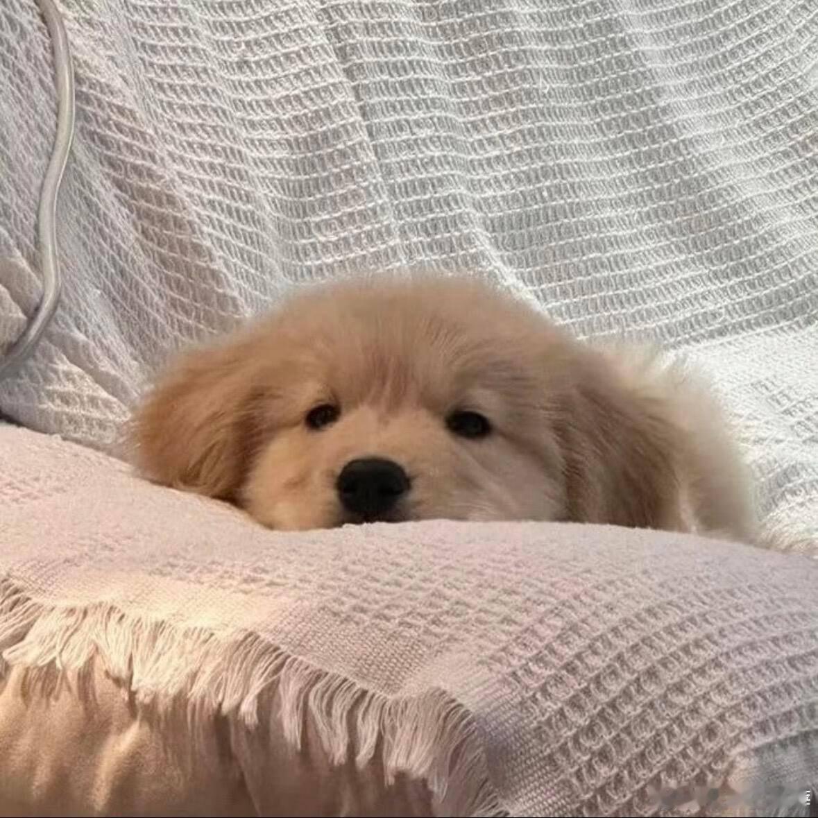 所有人想禹禹！ ​​​