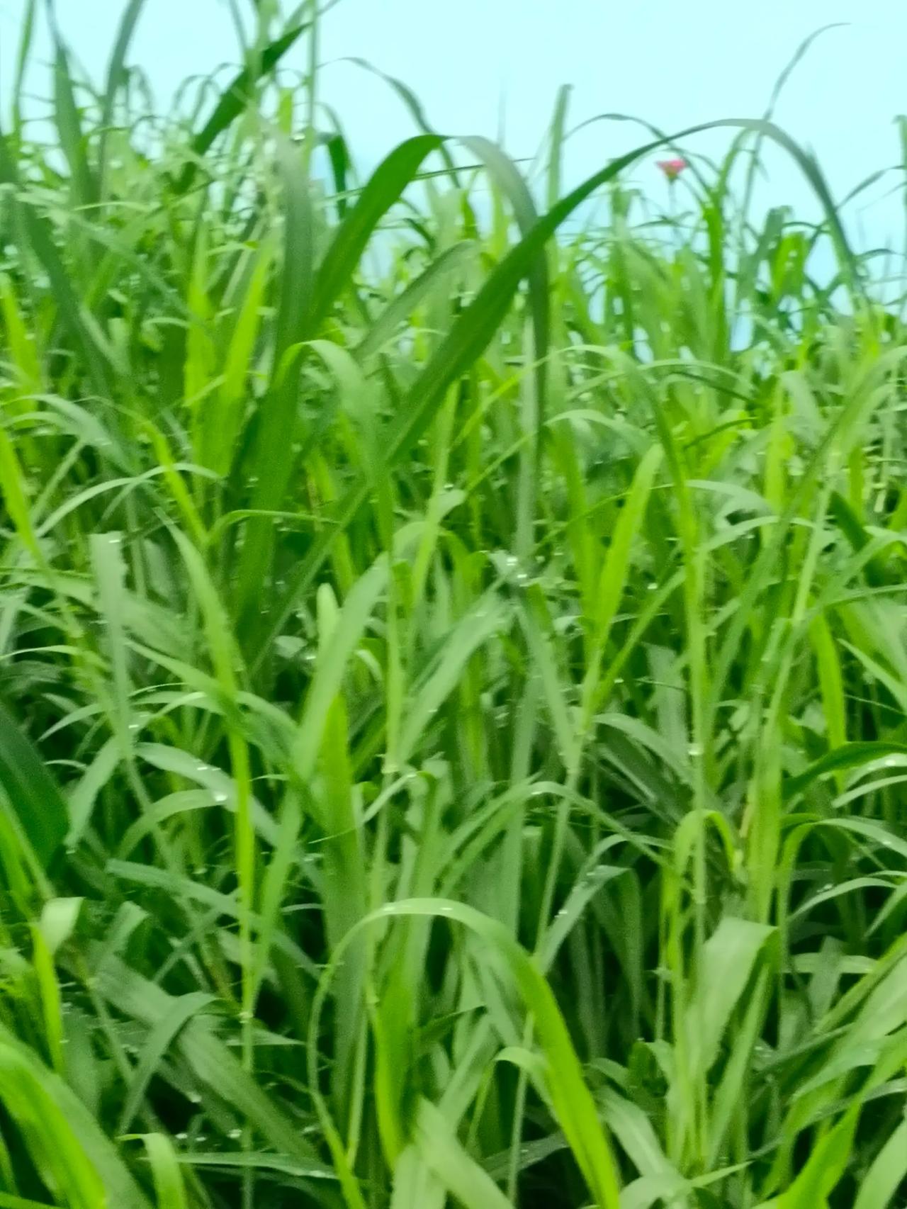 夏天的温柔，藏在一个个微小的瞬间里。晚风、蝉鸣、满眼绿意，细碎的美好缓缓流淌，把