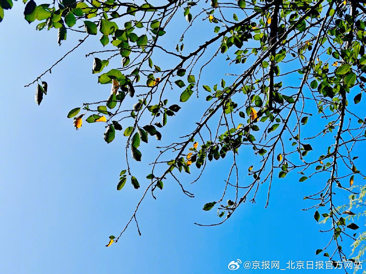 【透彻！#北京天空像块薄荷味硬糖#】#今天北京真好看# 10月13日，北京蓝天澄
