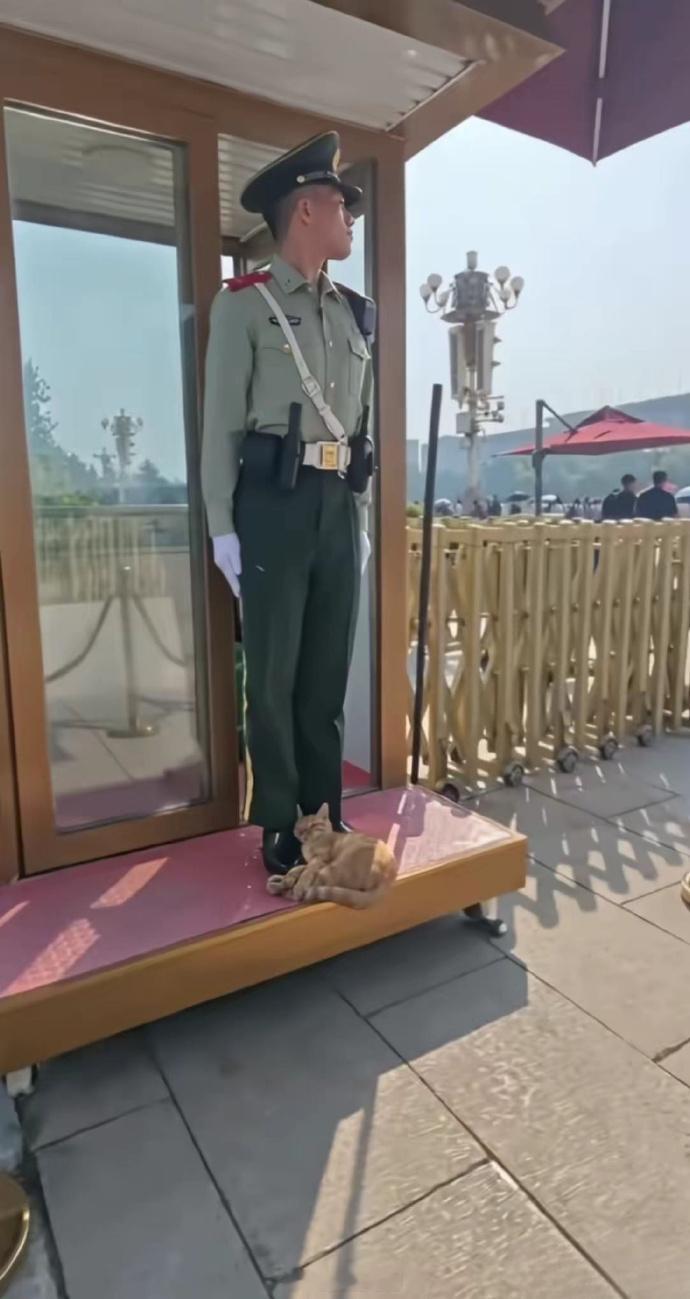 天安门广场，一只流浪大橘猫找到了全中国最安全的午睡地点。 ​​​