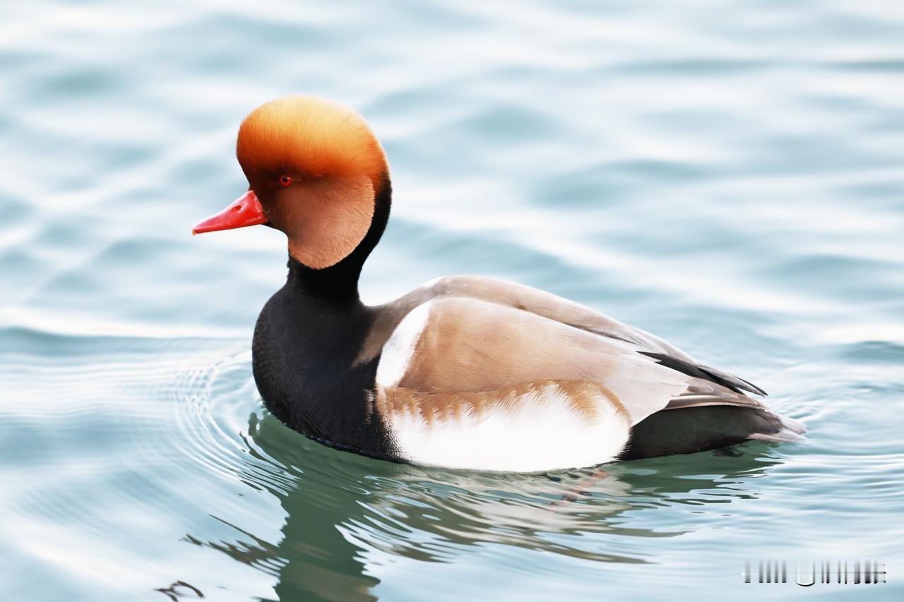 玉渊潭公园的赤嘴潜鸭