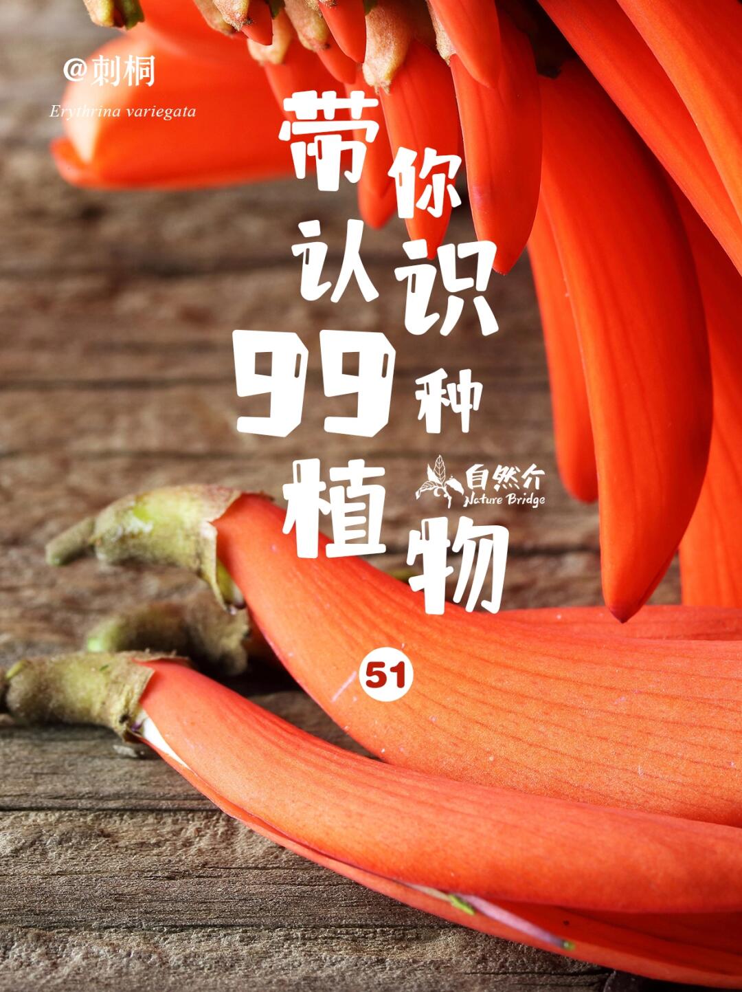 带你认识99种植物