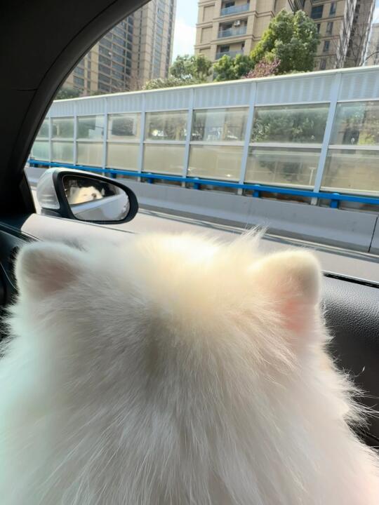 粉嫩的小耳朵好想咬一口！！！