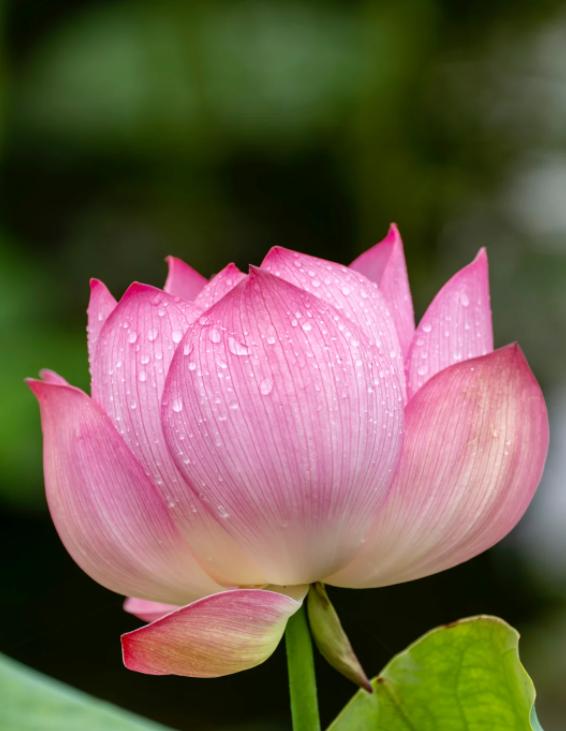 美元武器为何不再锋利？伊朗战争揭露的真相
亲爱的朋友们大家好，我是海林小百科！今