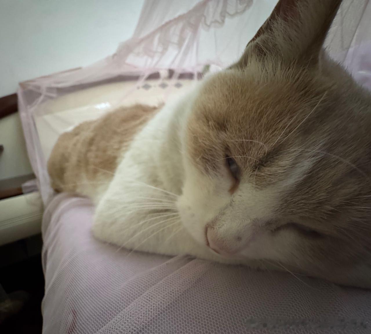 49467【丑猫】睡丑猫 