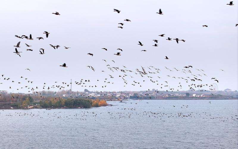 上联：枫影层层描冷色，下联：友请雁声阵阵诉离情