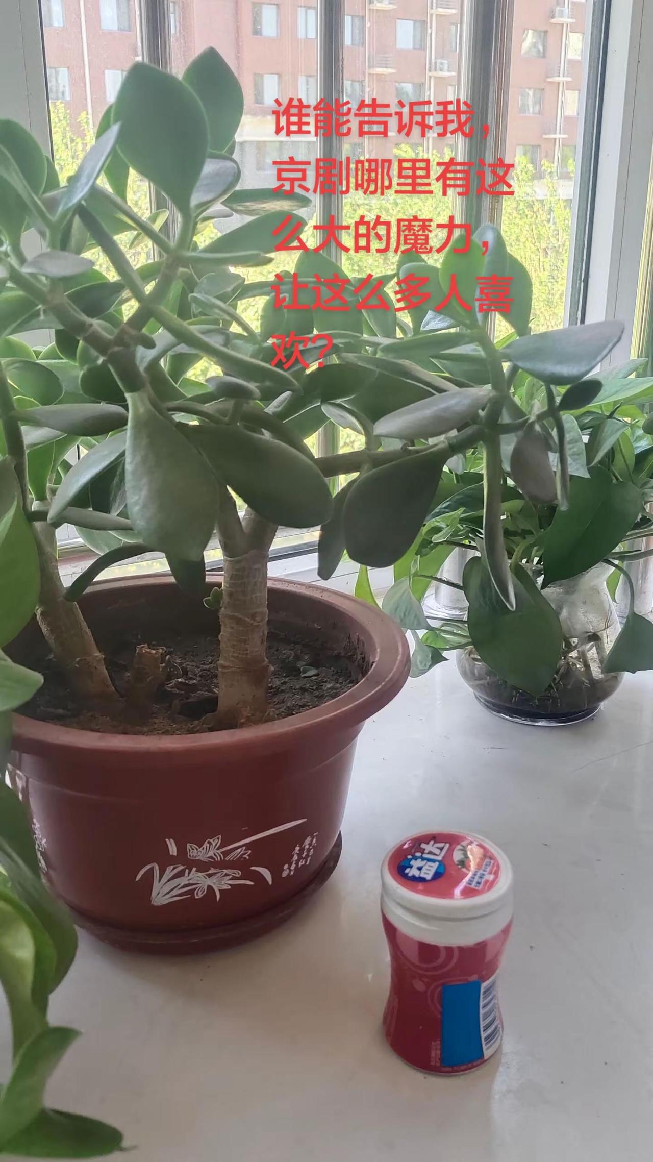 谁能告诉我，京剧哪里有这么大的魔力，让这么多人喜欢？京剧 京剧国粹