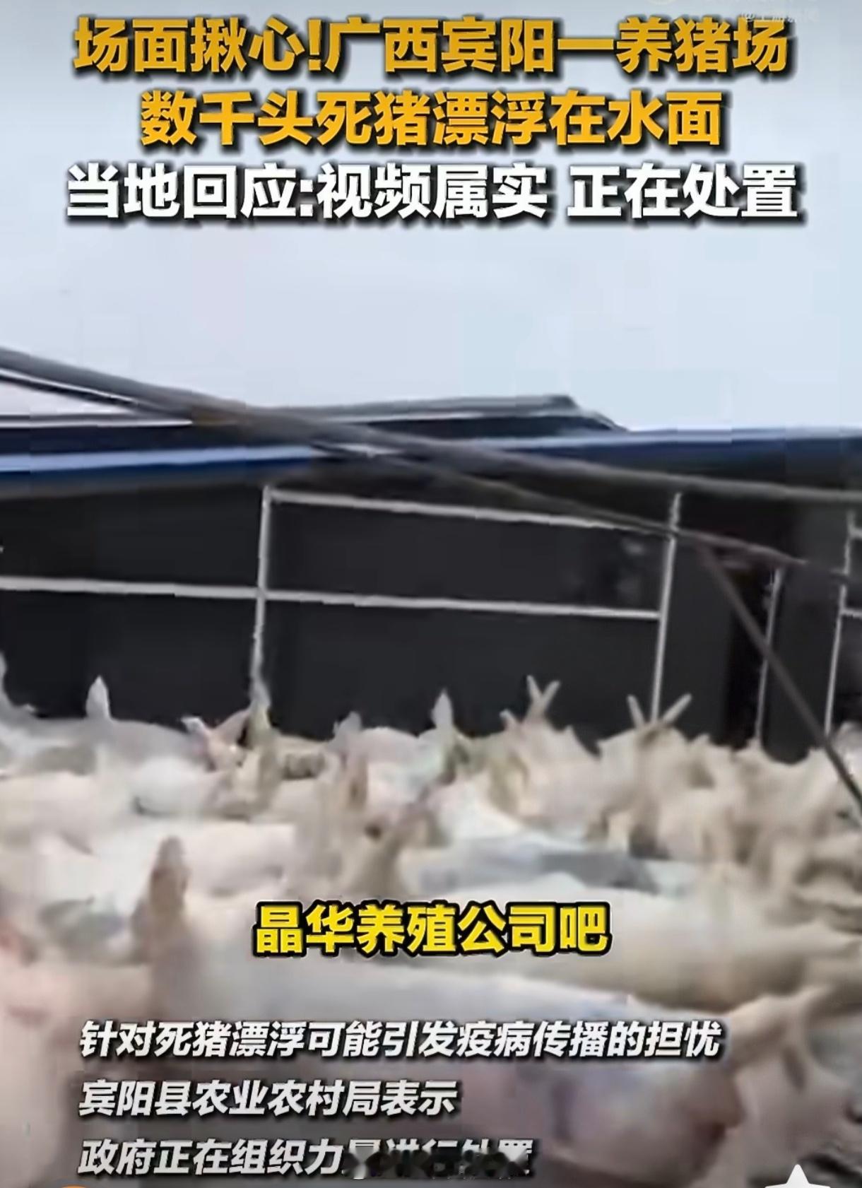 数千头死猪中一头活猪游向船只比视觉冲击更紧迫的是防疫隐患：数千头生猪溺亡浸泡多日