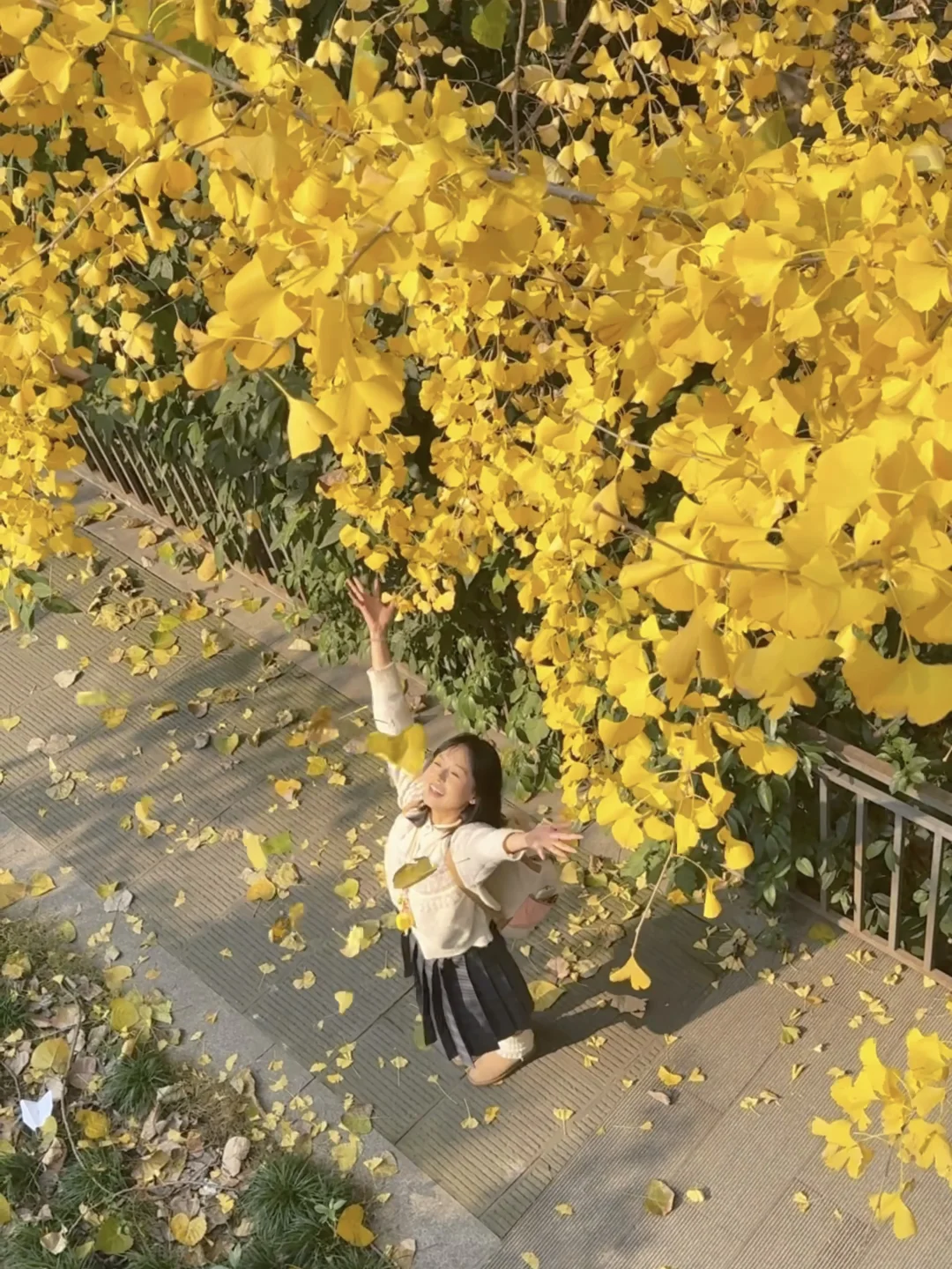 秋冬氛围live图是银杏和阳光给的