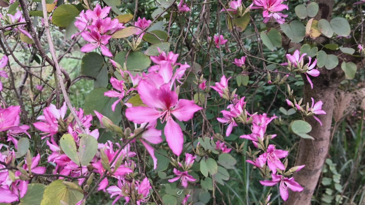 沈伯洋若参选台北市长胜算如何毫无胜算。台北市的市民素质和教育程度高，中间选民占比