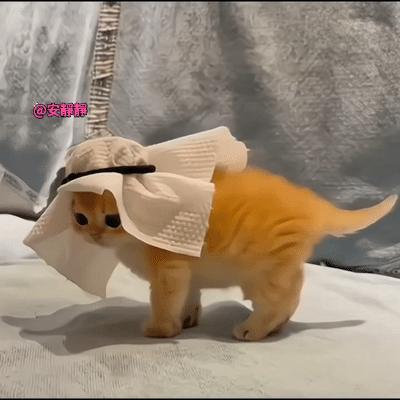 头顶一块布，全球我最富[马思纯的微笑]