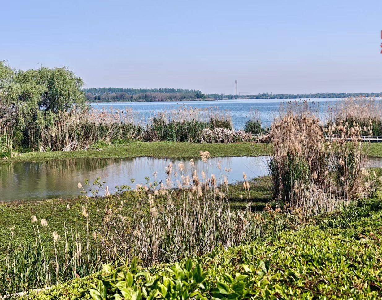 风过芦苇，水色连天。春日的湖岸，一半是新生的绿，一半是还未褪去的秋黄，在暖阳里铺
