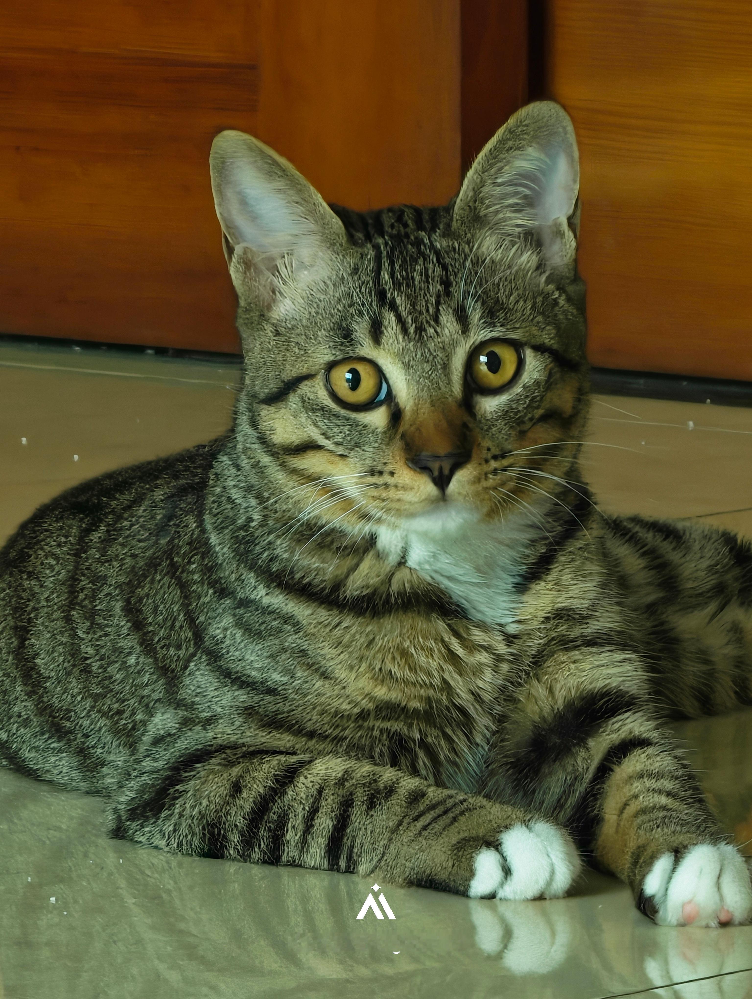 小猫的长相就是人类化妆的方式小猫天生自带我画不出来的全包眼线…话说男猫真的越养越