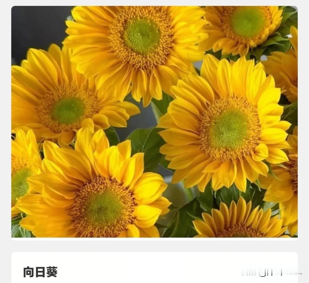 谁最有资格摘下花界的“五一
劳动奖章”？
如果花也能拿“五一劳动奖
章“，大家认
