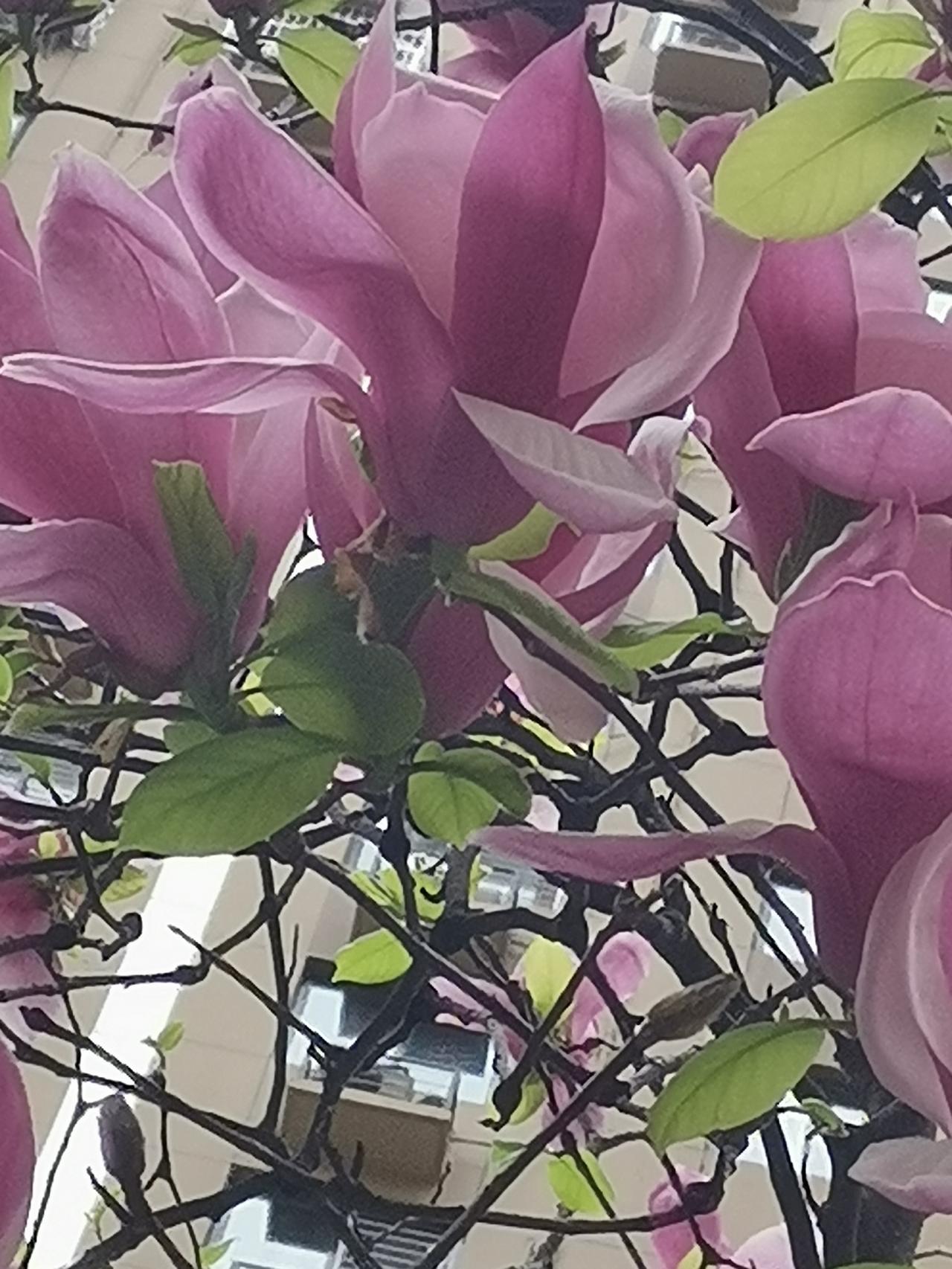 “洋葱花”这名字，乍听让人忍俊不禁，细想却有种别样的生动。孩子这句“洋葱花”，确