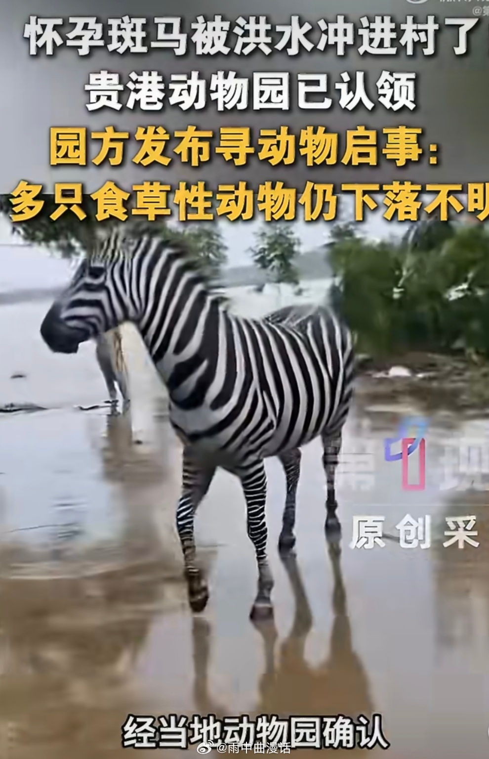 广西一怀孕斑马被洪水冲进村落广西洪水把怀孕斑马冲进村里，真没想到现实中还会有这种