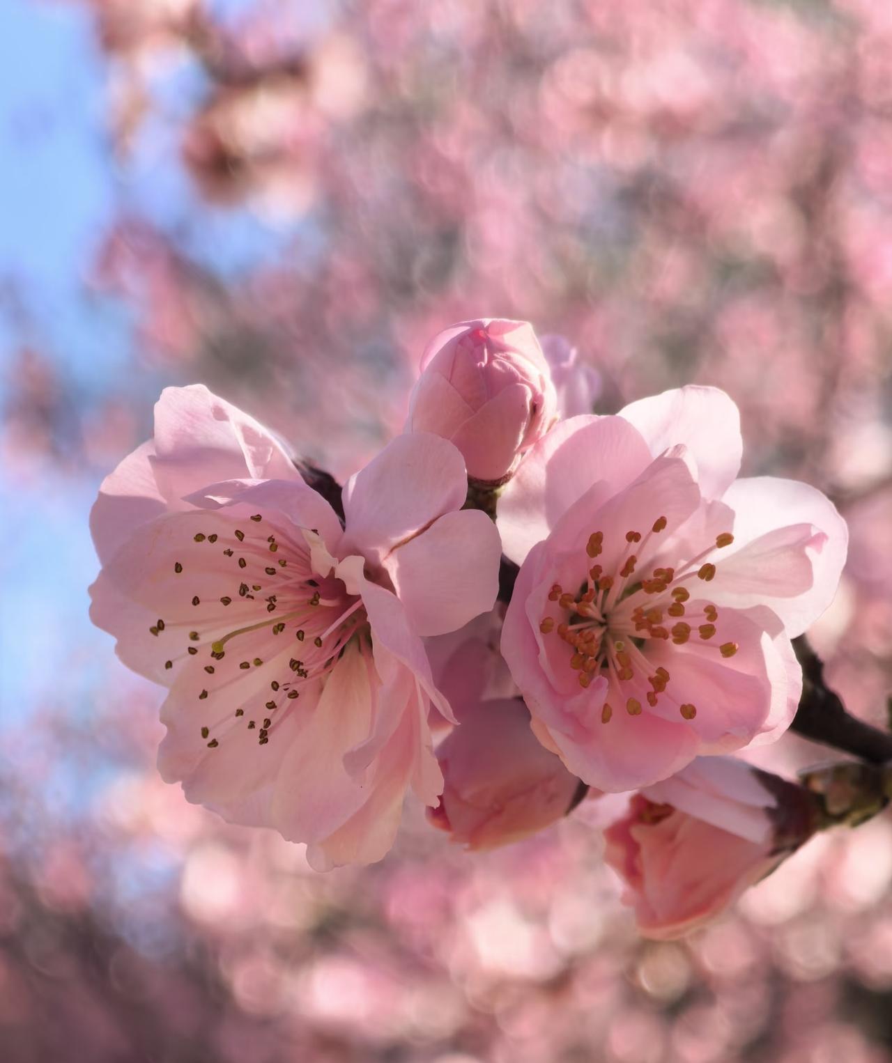 春日生活打卡季最美人间四月天