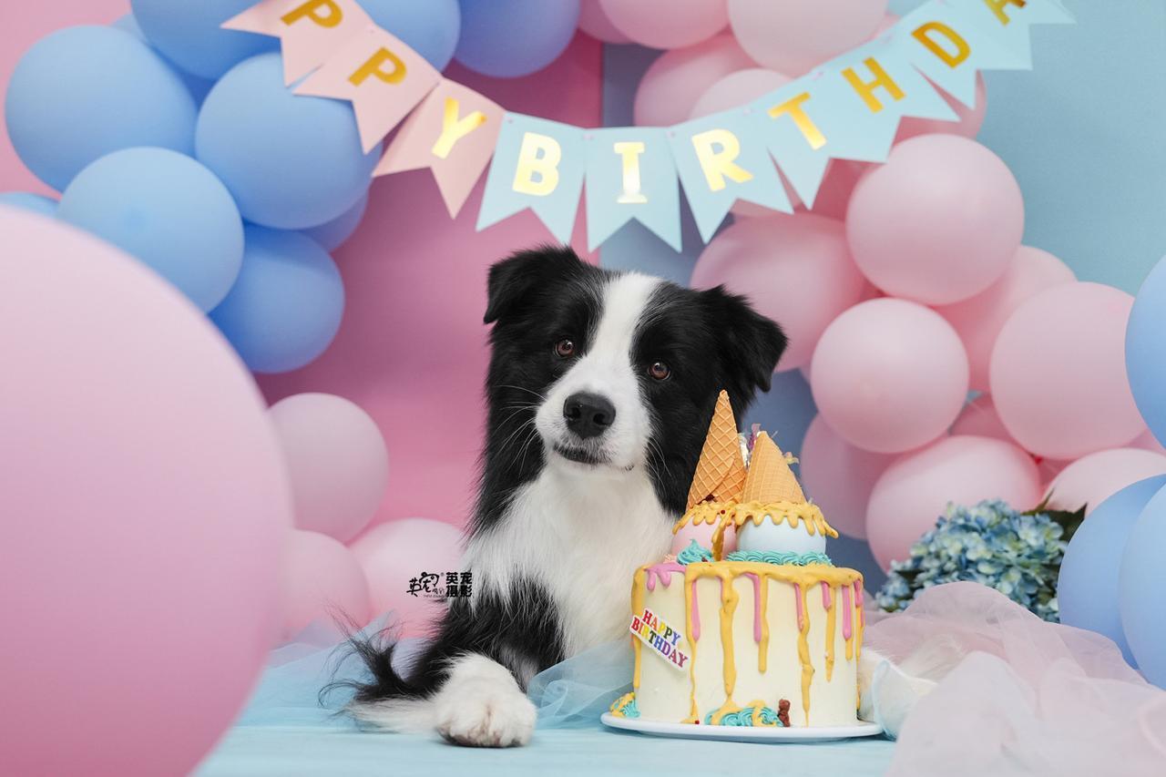 对小狗来说，这就是最有意思的生日！
【上海可拍】
定制生日照
