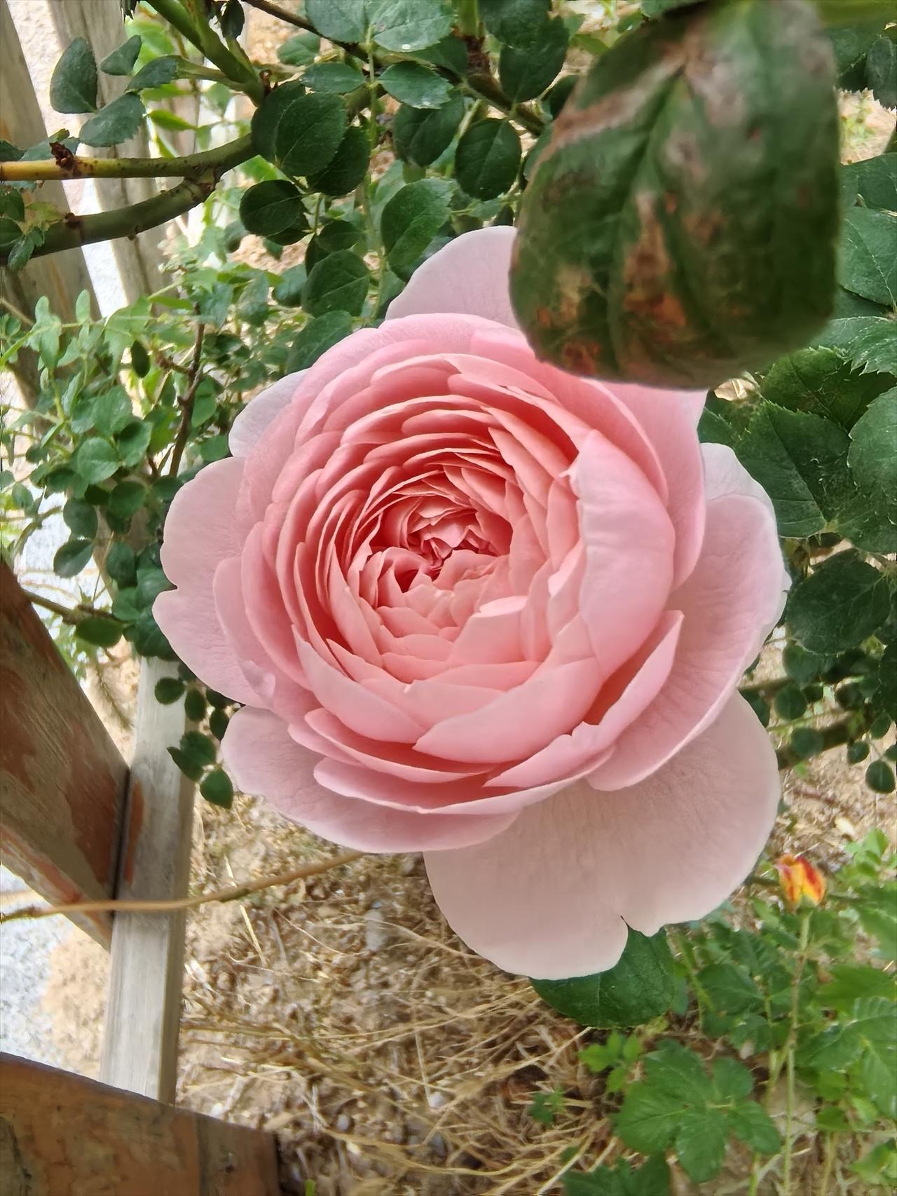 今日拍的月季花美不胜收
