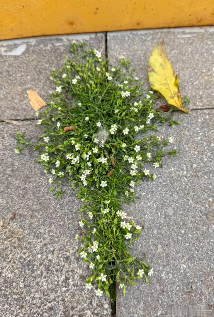 人行道上的一丛漆姑草，开得太好了 南京