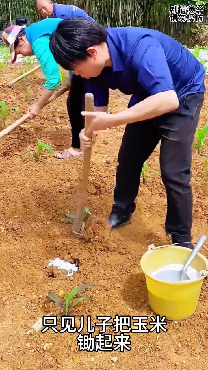 儿子将玉米挖起来施肥，母亲看到赶紧去阻止他。
一家人在地里干活，只见儿子把玉米锄