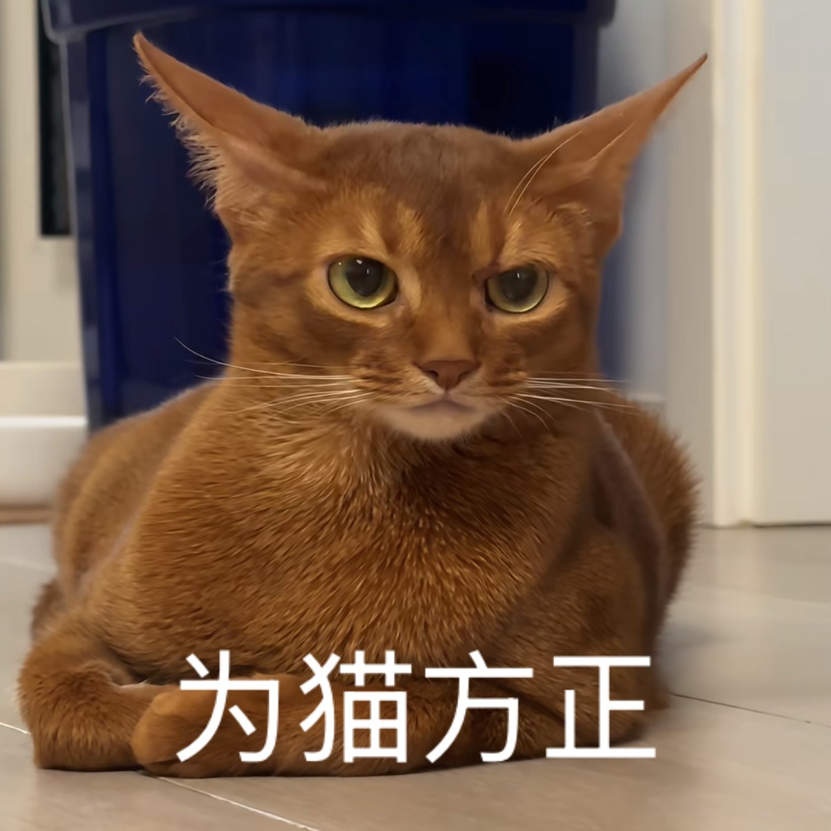 太方了 
