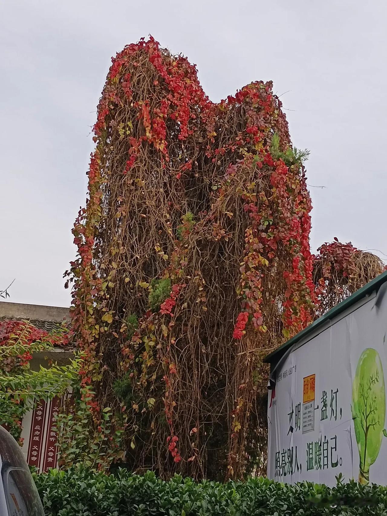 秋日心形的藤蔓艺术，温暖自己，照亮他人。🍂💛