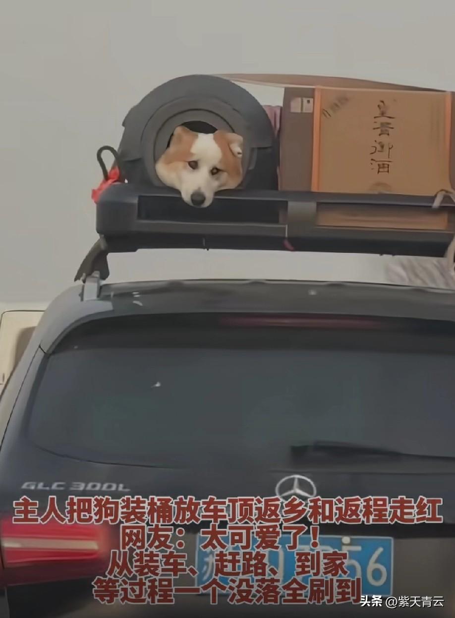 狗狗也太乖了吧[比心]
而且头朝后，应该不太冷[赞]