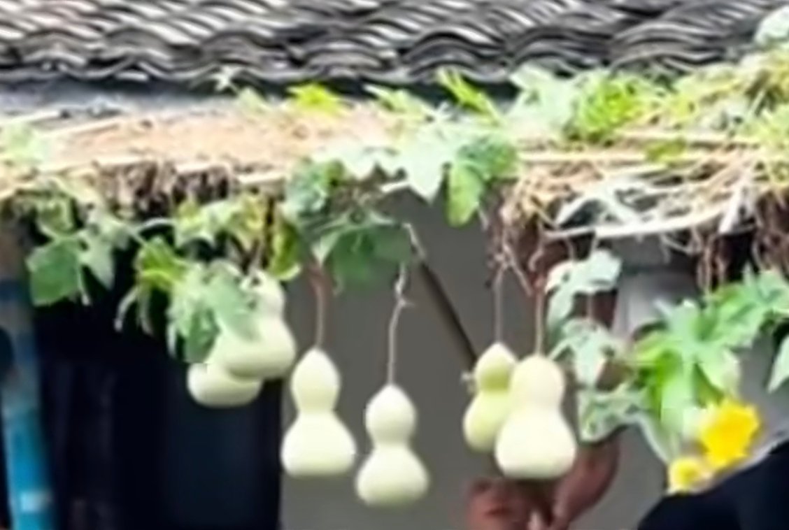 葫芦爷爷重新挂出葫芦没看懂，一会剪了一会摘了一会又挂上的，到底要干嘛，怎么那么多