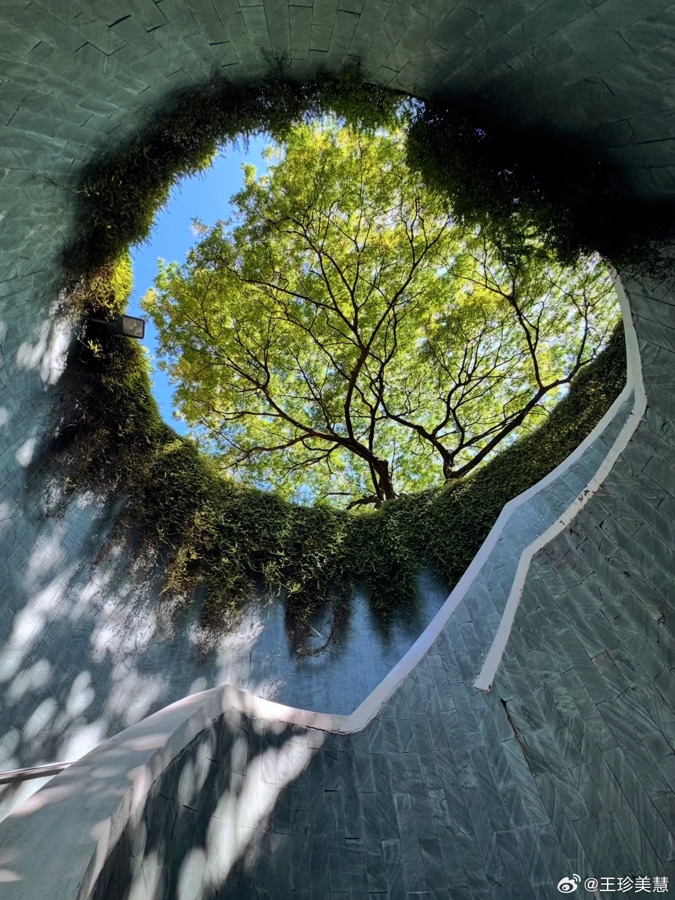 总会被一棵树的张力震撼到今天是国际森林日哦你看到过哪些让你眼前一亮的大树呢？ 