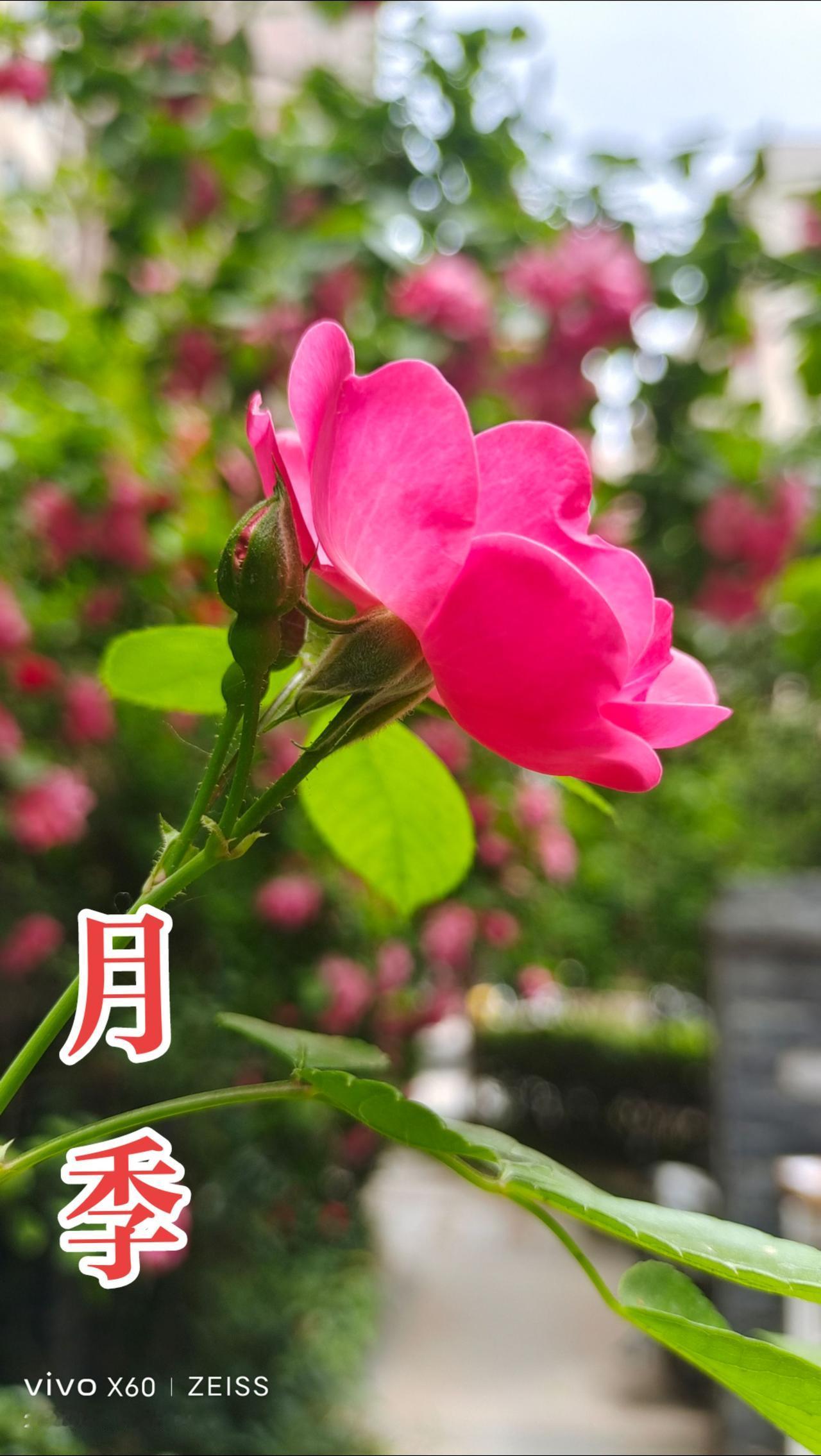 看见音乐 人间四月天 随拍