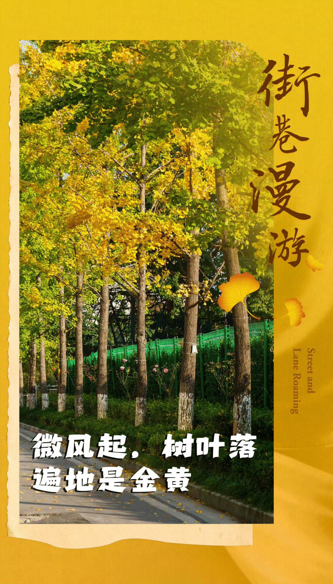 #重庆主城街道银杏黄了#【治愈系风景|九龙坡街巷漫游 上篇】欣赏初冬的风景，跨过