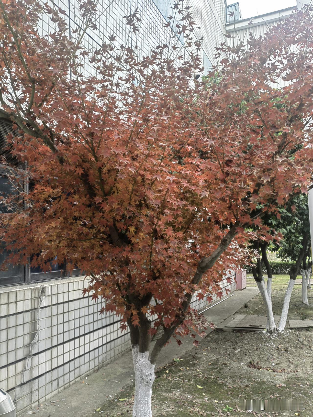 晒一晒公司里的树木，红的树叶，绿的树叶，都是美景。