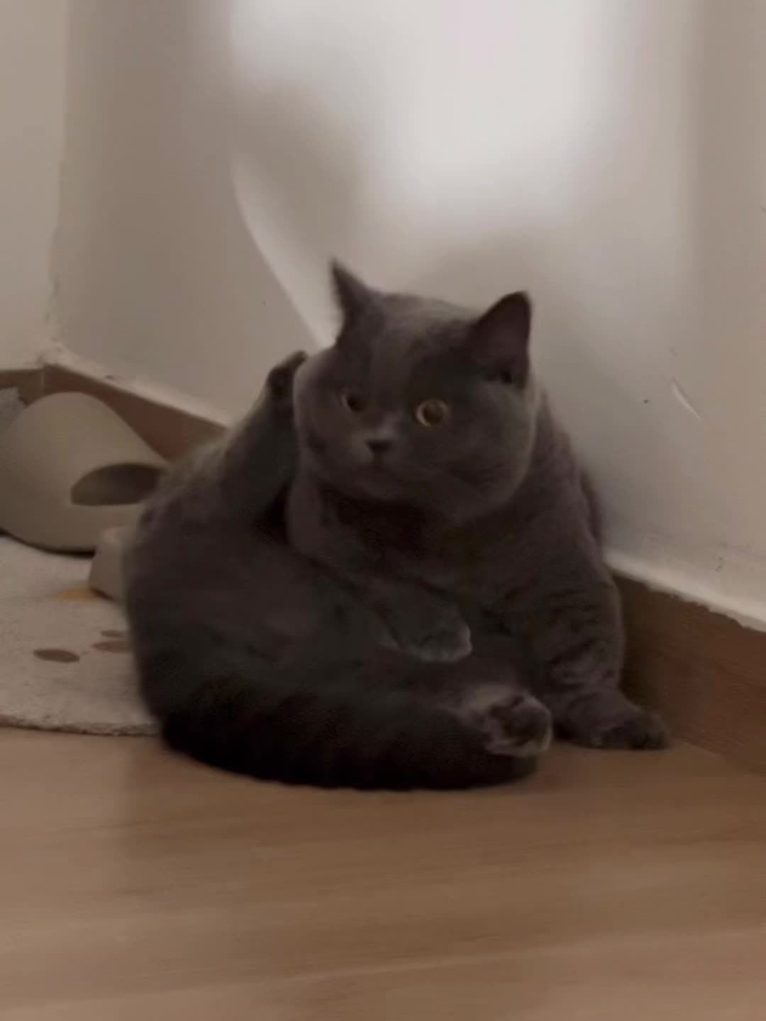 sorry我是这个家的主理咪