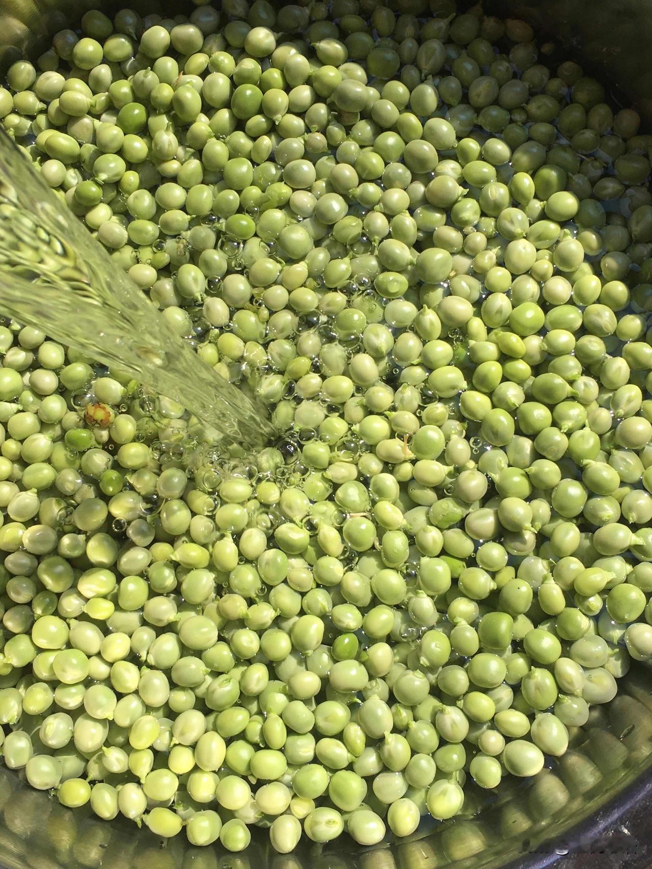 回村的快乐
城里根本体会不到
一回到村里整个人都松弛了
没有闹钟
被鸡叫鸟鸣唤醒