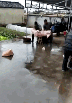 猪猪之间就是要互相帮助 