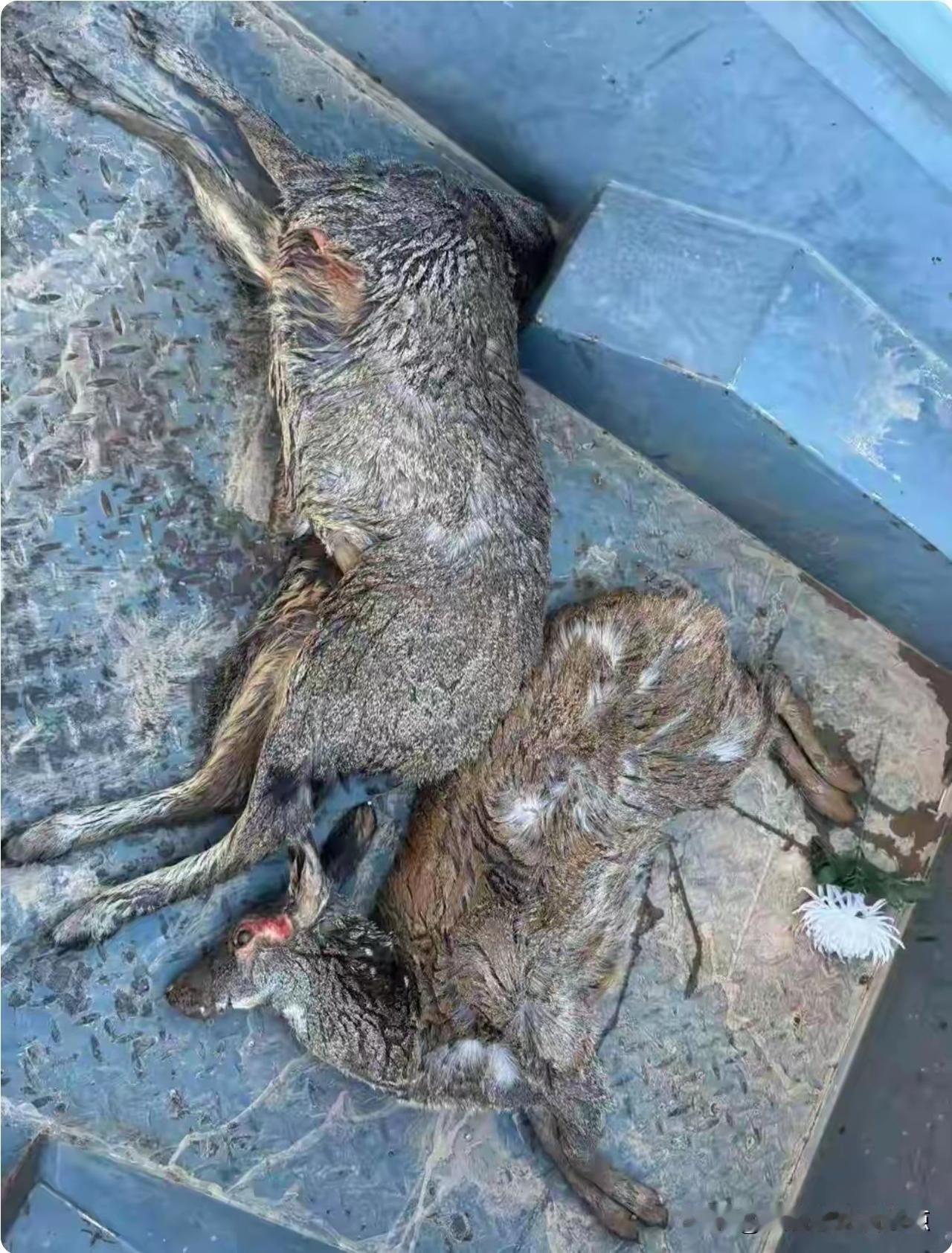 警惕！高科技盗猎太猖狂，3人用无人机5天虐杀9只一级保护动物！

四川阿坝州刚刚