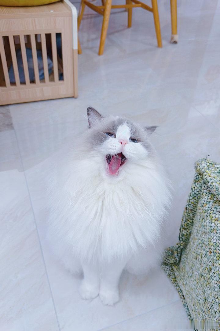 快发！是嫡长子黑照！ 