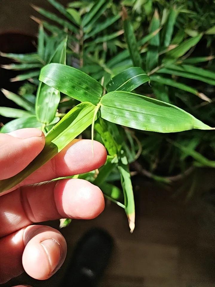 上联一：轻风吹绿叶，诚邀下联暖光照新枝