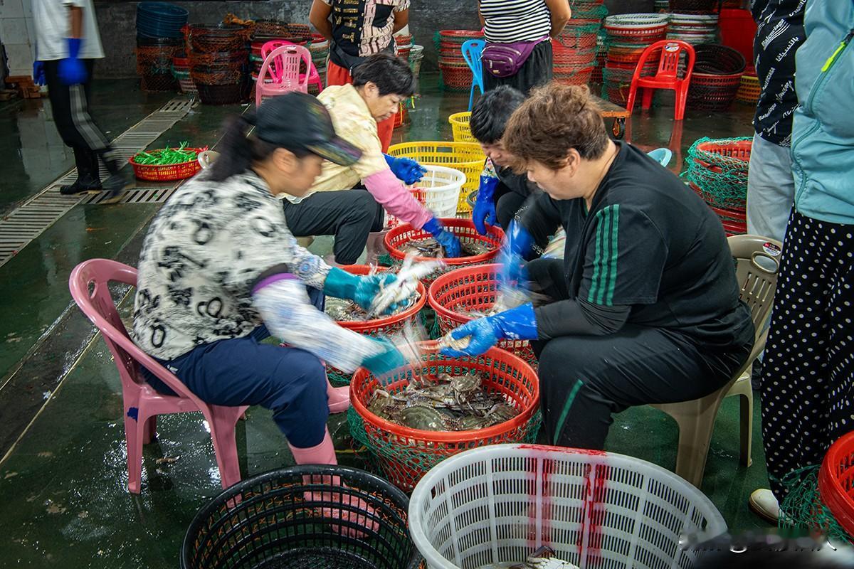 梭子蟹分拣工场
       湿冷工场里，女工们戴蓝手套围坐红筐旁，熟练分拣梭子